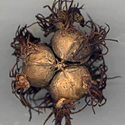 tricoque de Ricin vues de dessous (p&eacute;doncule)