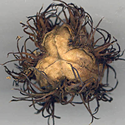 tricoque de Ricin vues de dessus