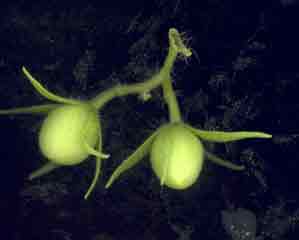 jeunes fruits de tomate