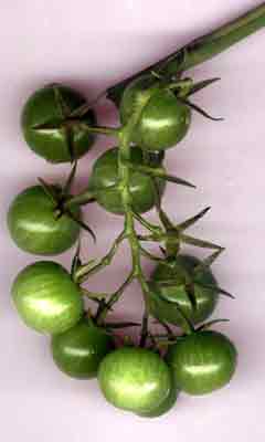 tomates vertes