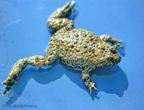 Bombina variegata