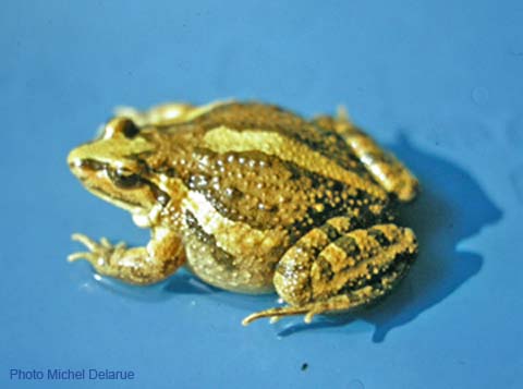 Discoglossus pictus (Tu0029