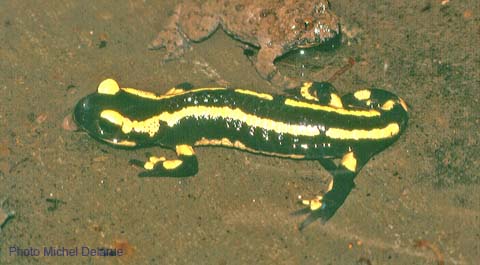 Salamandre