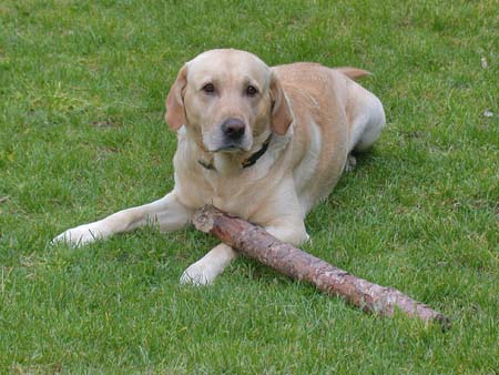 080-Labrador01