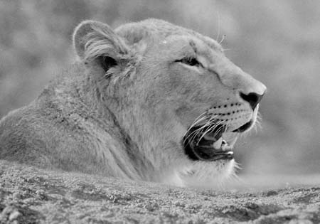 110-Lionne22.