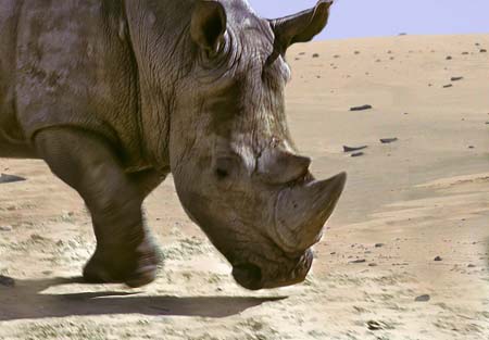 123-Rhinoceros blanc01