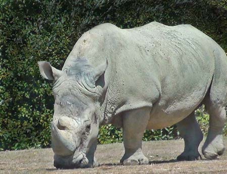 124-Rhinoceros blanc02