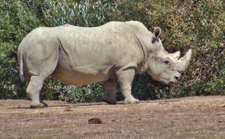 125-Rhinoceros blanc03