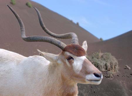 186-Addax01