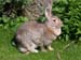 034-Lapin01