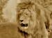 100-Lion03