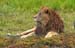 103-Lion07