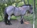 115-Cheval01