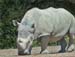 124-Rhinoceros blanc02