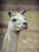 154-Lama03