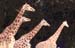 159-Girafe06