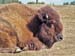224-Bison05