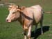 231-Vache01