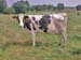 233-Vache03