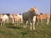 236-Vache06