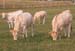 237-Vache07