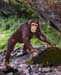 281-Chimpanze01