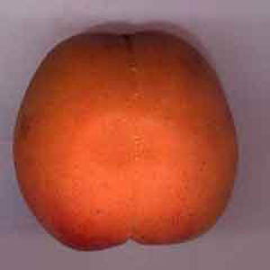 abricot-profil