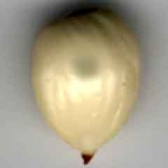 embryon d'abricot 