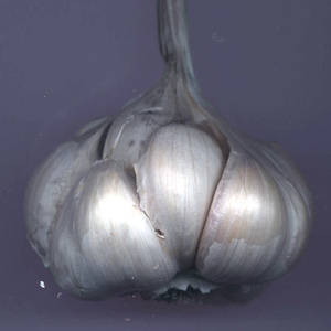 photo d'un bulbe d'ail