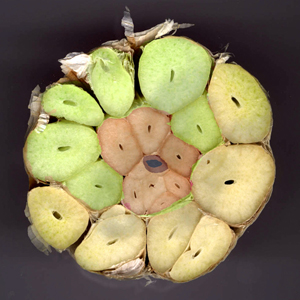 photo color�e d'un bulbe d'ail coup� transversalement