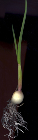 jeune plant d'ail