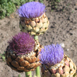 Plants d'artichauts en fleurs