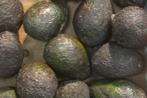 avocats