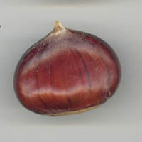 Akne de chtaigne