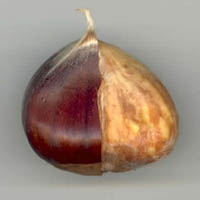 Chtaigne  moiti pele