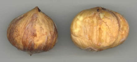 Graines de Chtaignes peles.