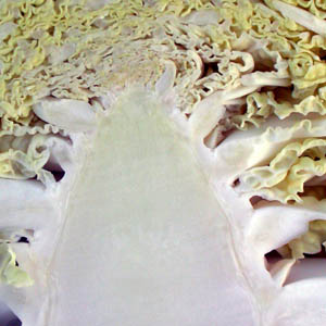 Chou fris ; dtail du bourgeon