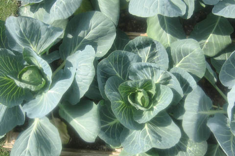 chou vert au march