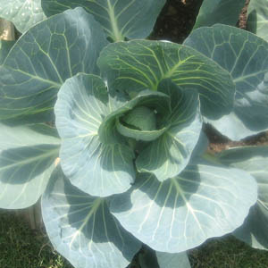 Chou vert
