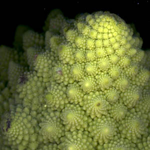 d�tail d'une inflorescence secondaire de chou Romanesco vue de profil