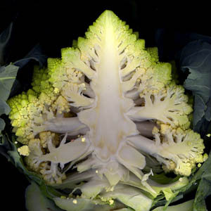 coupe longitudinale de l'inflorescence de chou Romanesco