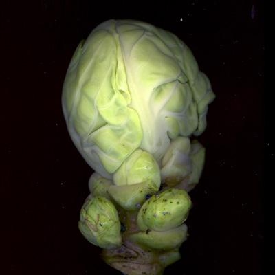 Chou de Bruxelles effeuill�