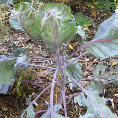 Chou de Bruxelles au d�but de la montaison