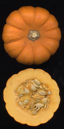coupe transversale de citrouille