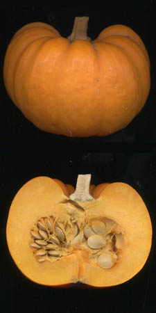 coupelongitudinale de citrouille