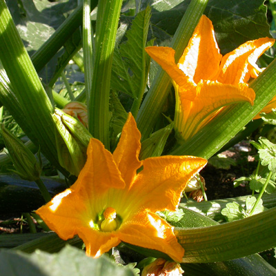Plant de courgette avec fleurs panouies 