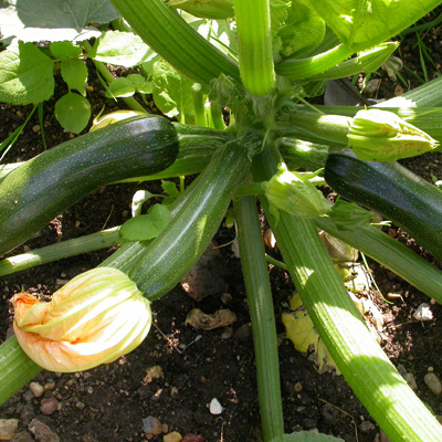 Plant de courgette avec fleurs fanes et jeunes fruits
