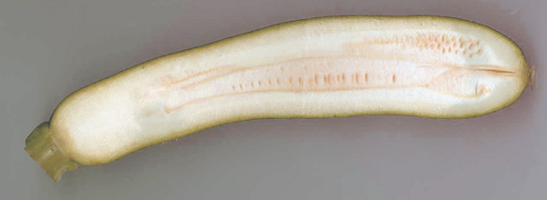 Courgette longue sectionne longitudinalement