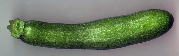 Courgette longue entire   