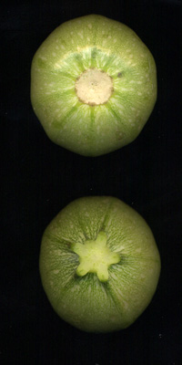 Courgettes rondes de face